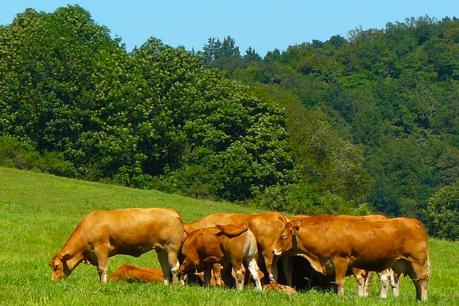 fattoria didattica