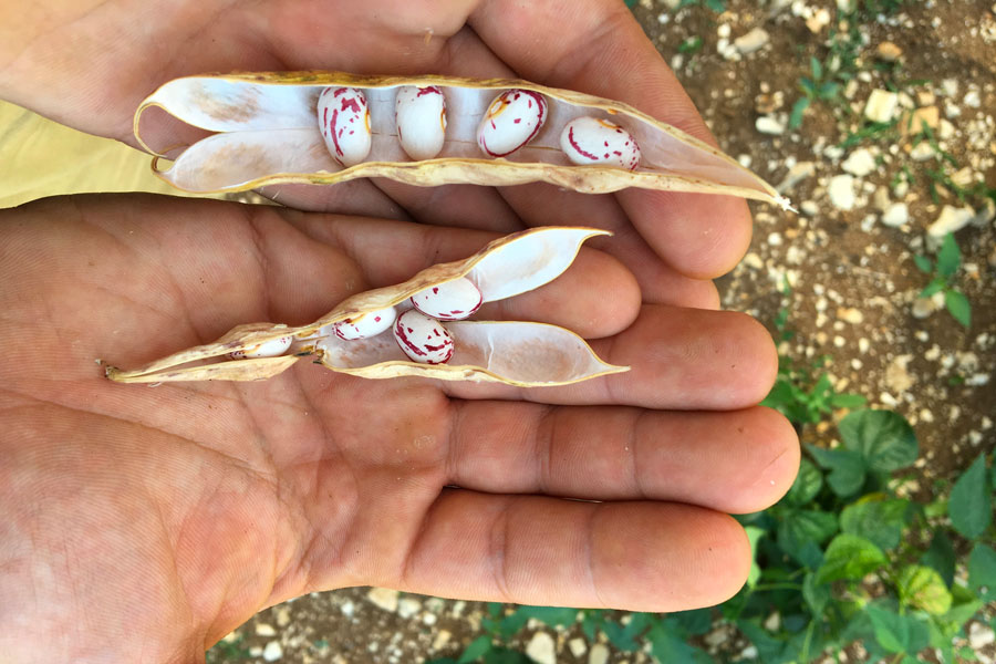 fattoria didattica